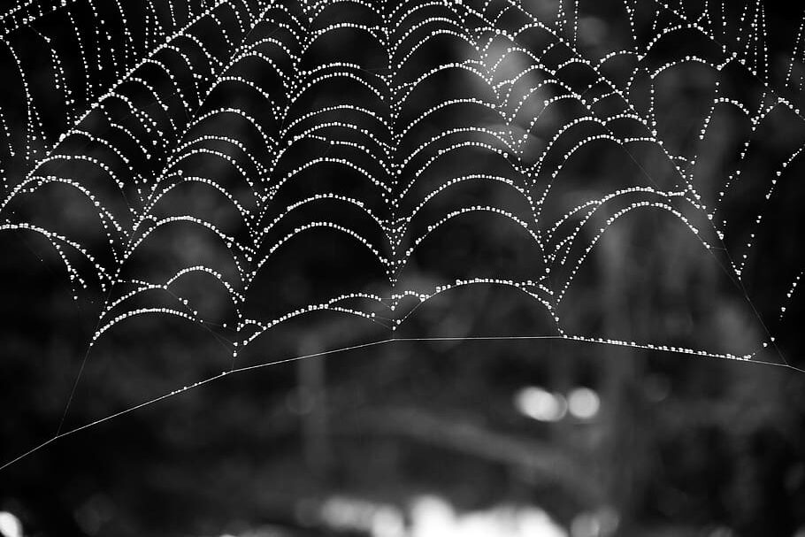 spider-web-spiderweb-blackandwhite